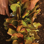 Cimmaron Lettuce