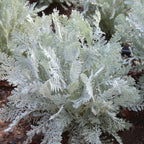 Silver Lace Dusty Miller