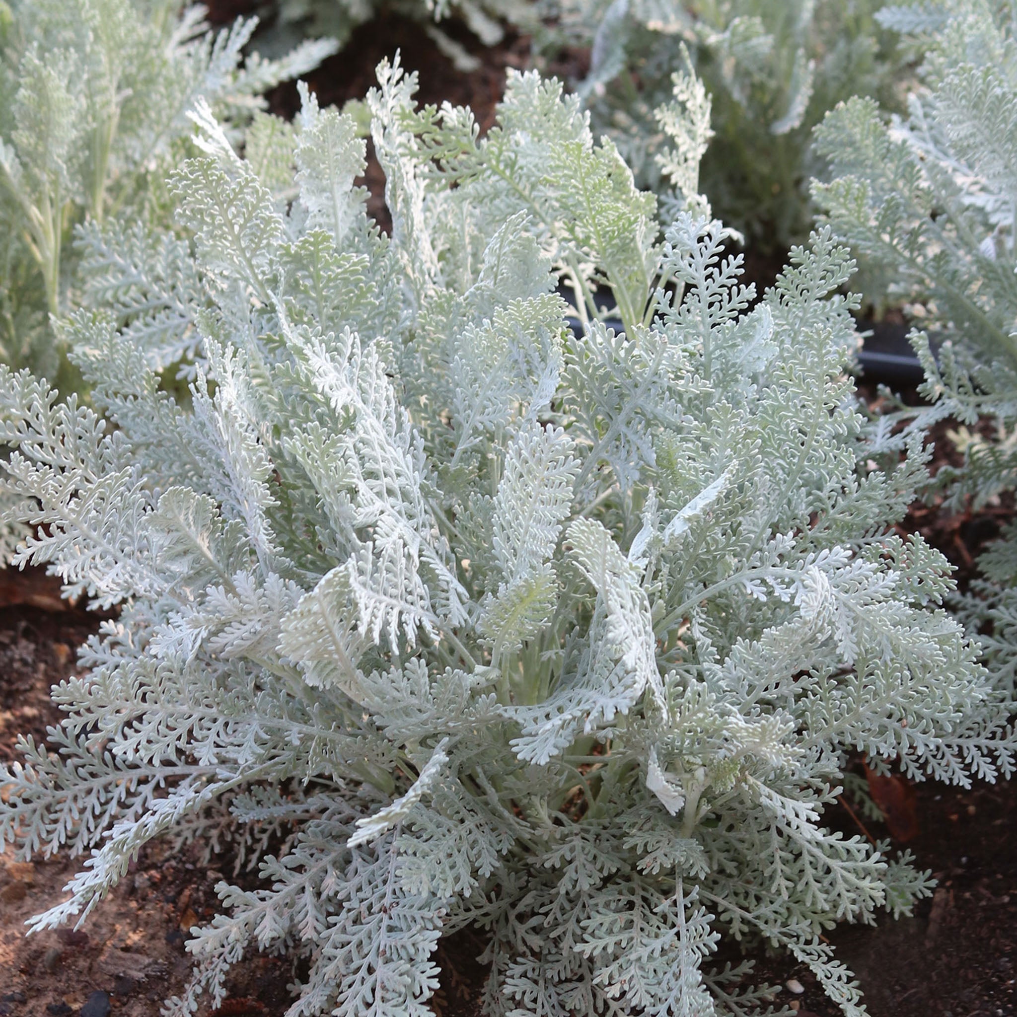 Silver Lace Dusty Miller