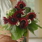 Desire Red Sunflower