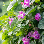 Tutu Morning Glory