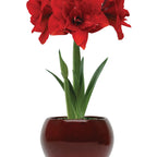 Double Dragon Amaryllis Bulb