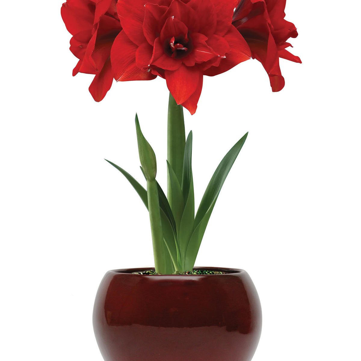 Double Dragon Amaryllis Bulb