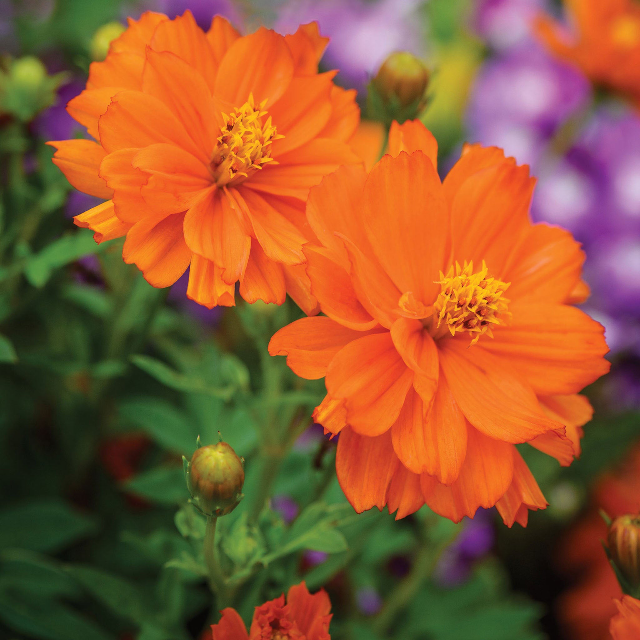 Mandarin Orange Cosmos