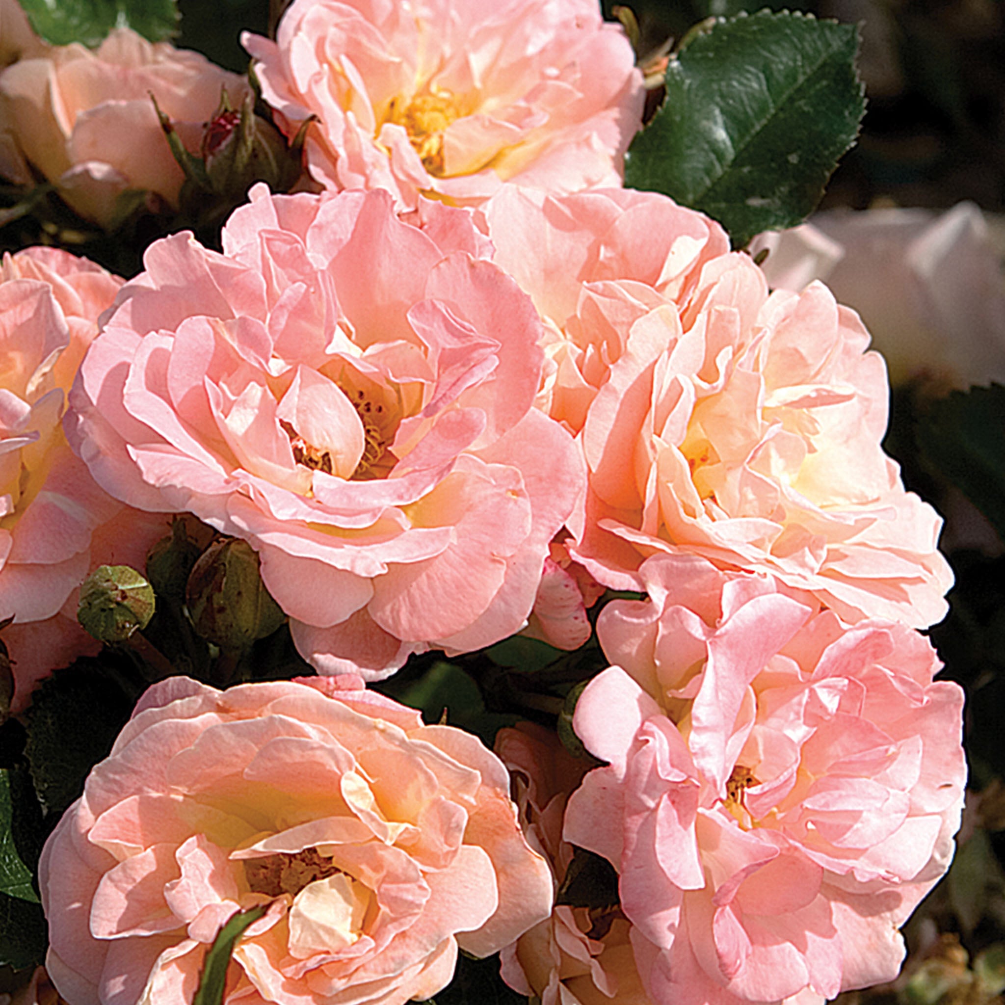 Peach Drift Rose Bare Root