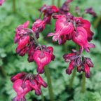King of Hearts Dicentra Bare Root