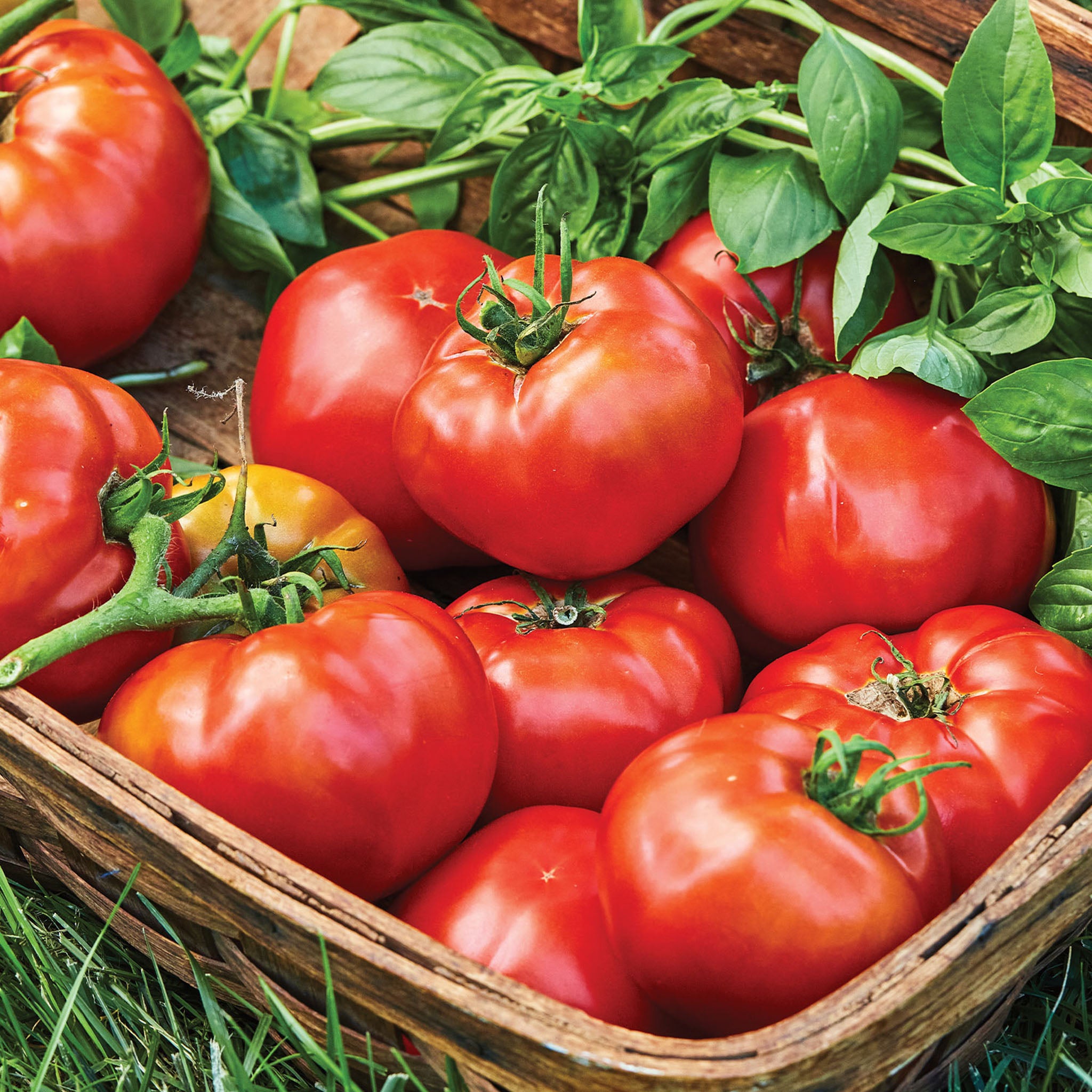 Druzba Tomato