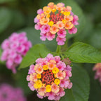 Landmark Rose Sunrise Lantana