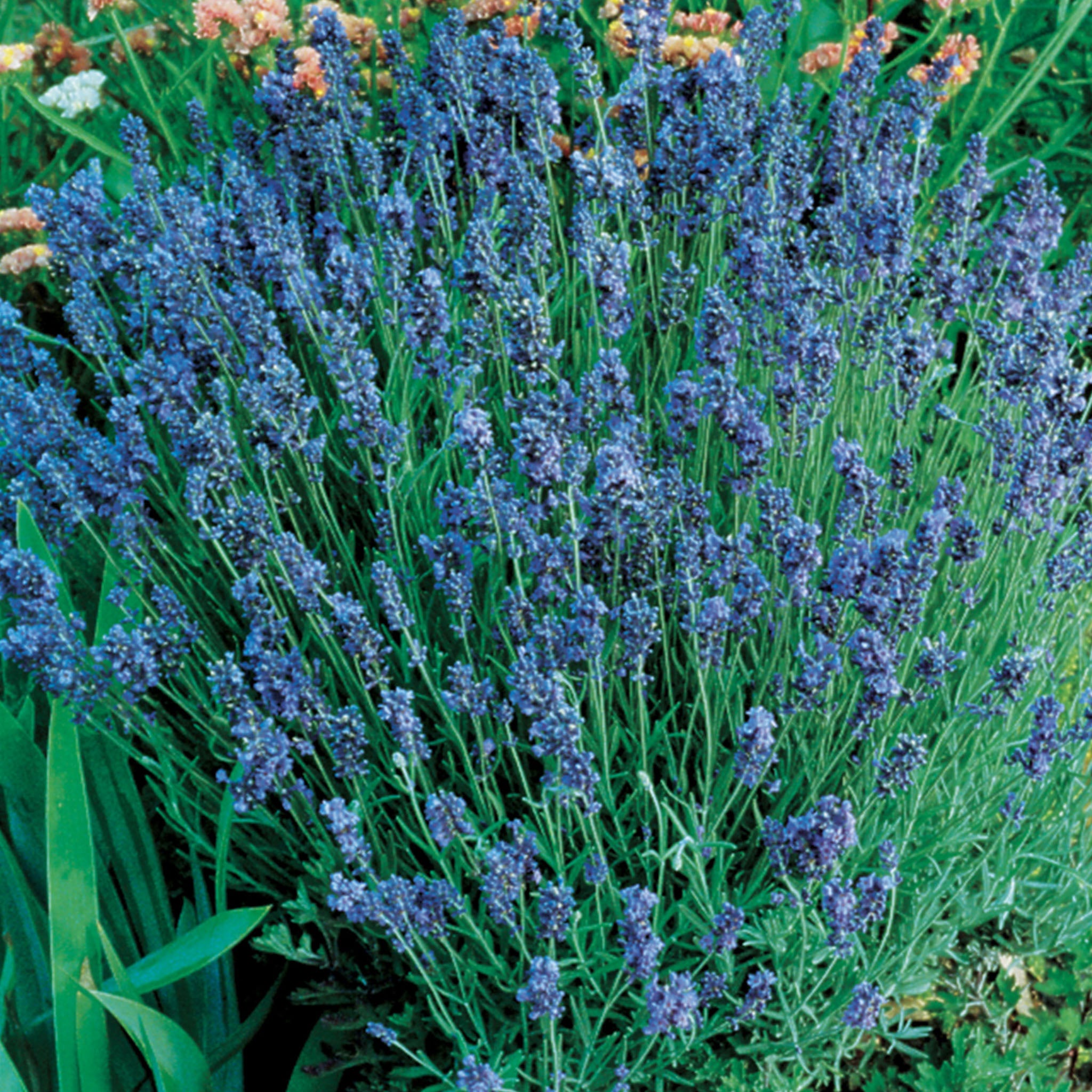 Lady Lavender