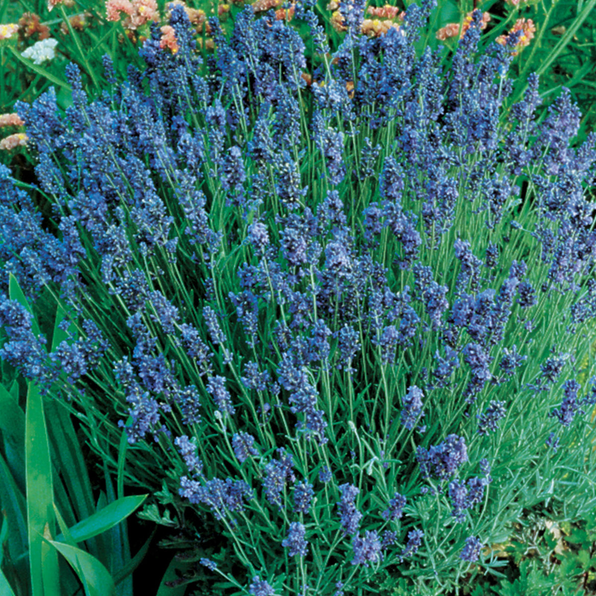 Lady Lavender