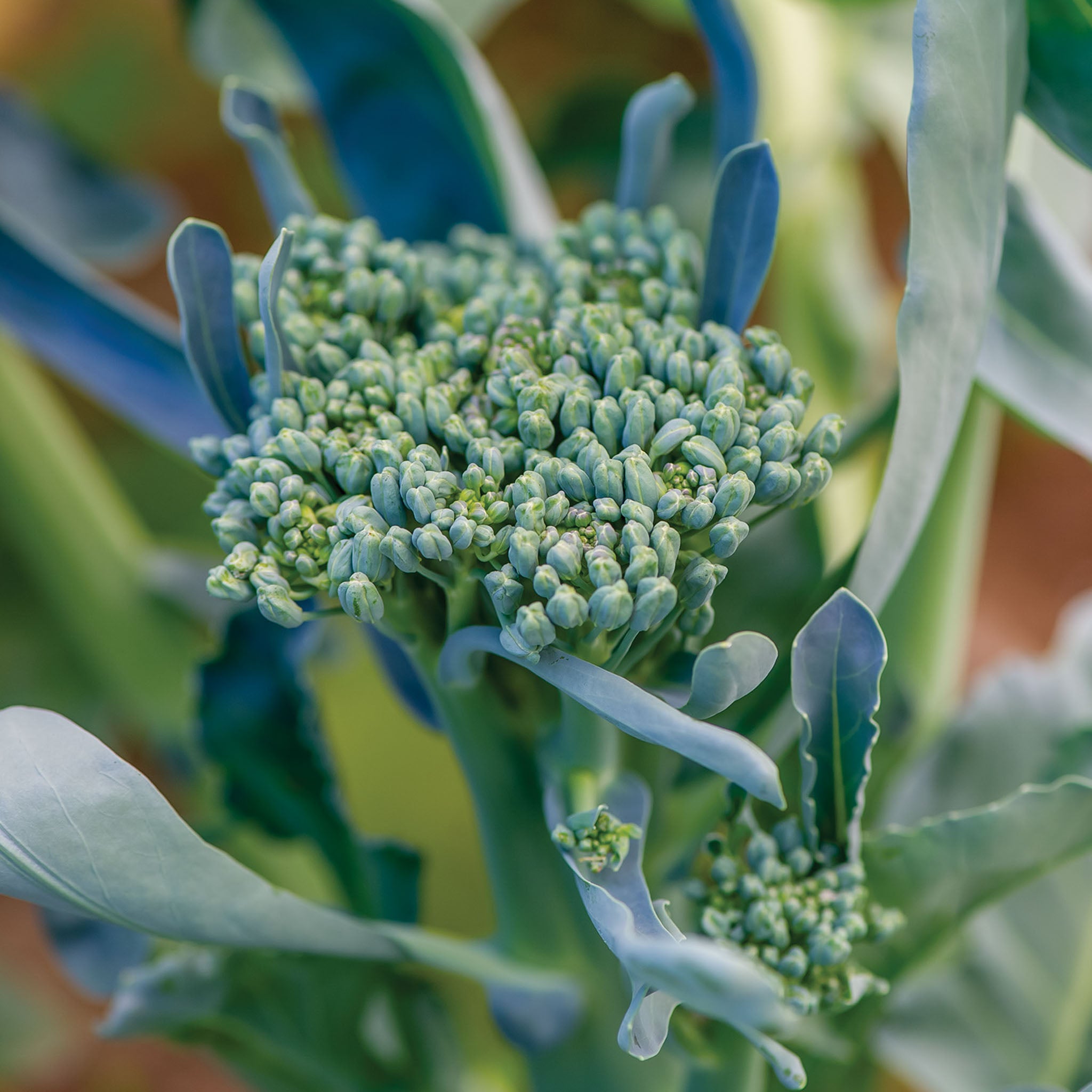 Royal Tenderette Broccoli