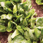 Riverside Spinach