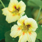 Peach Melba Nasturtium