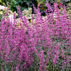 Royal Raspberry Agastache