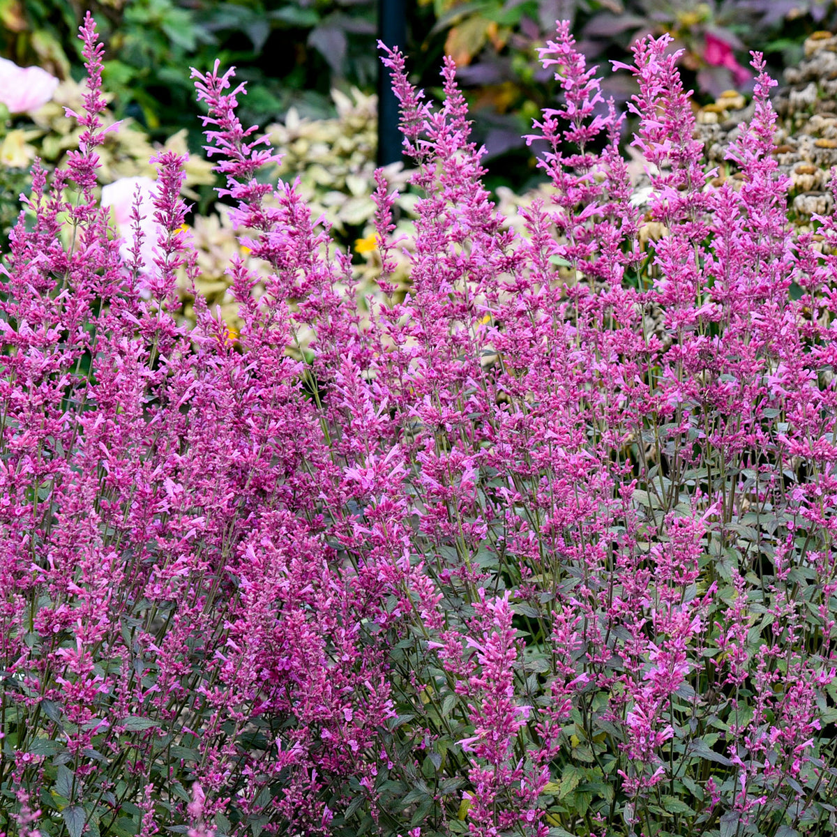 Royal Raspberry Agastache