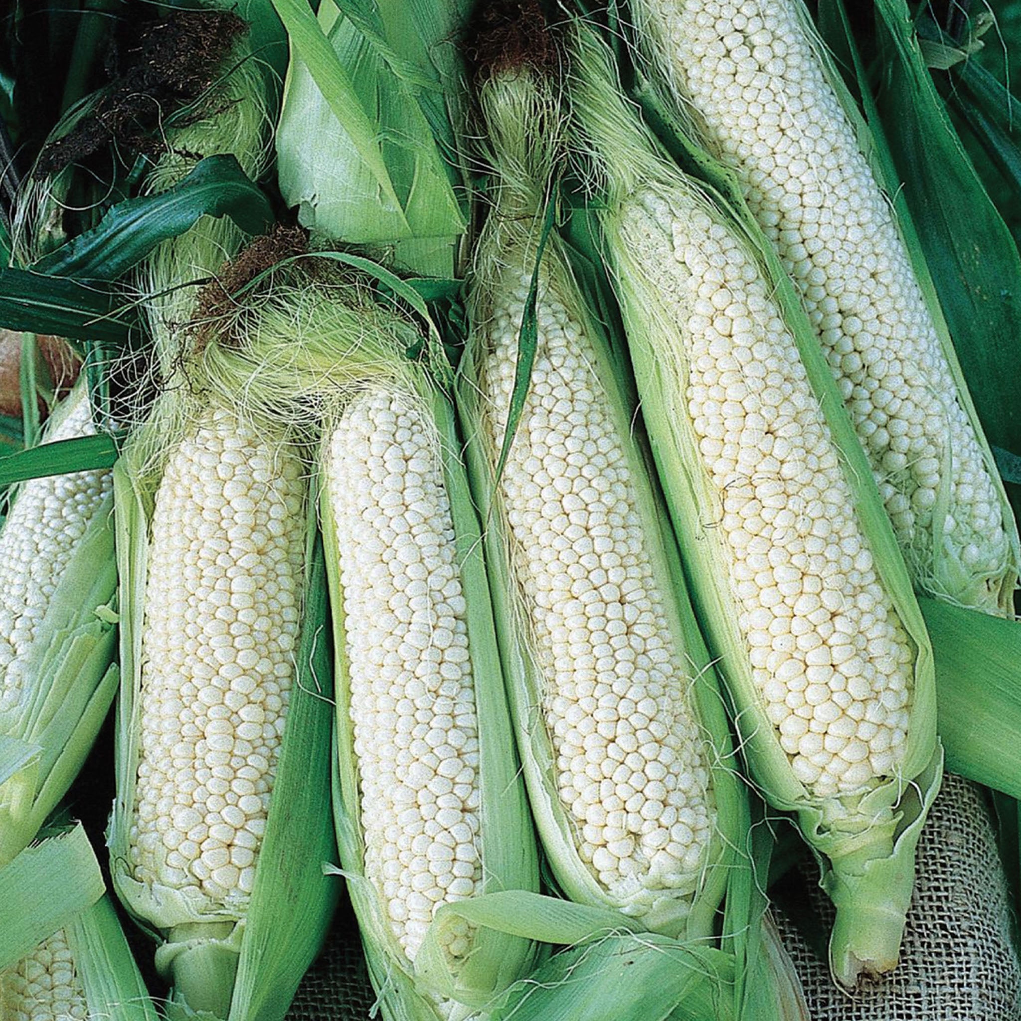 Country Gentleman Corn