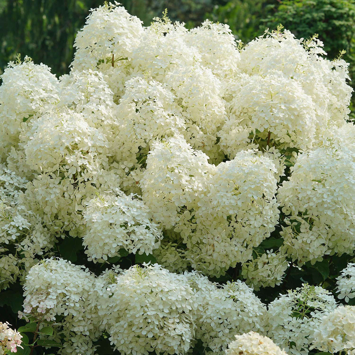Puffer Fish Hydrangea