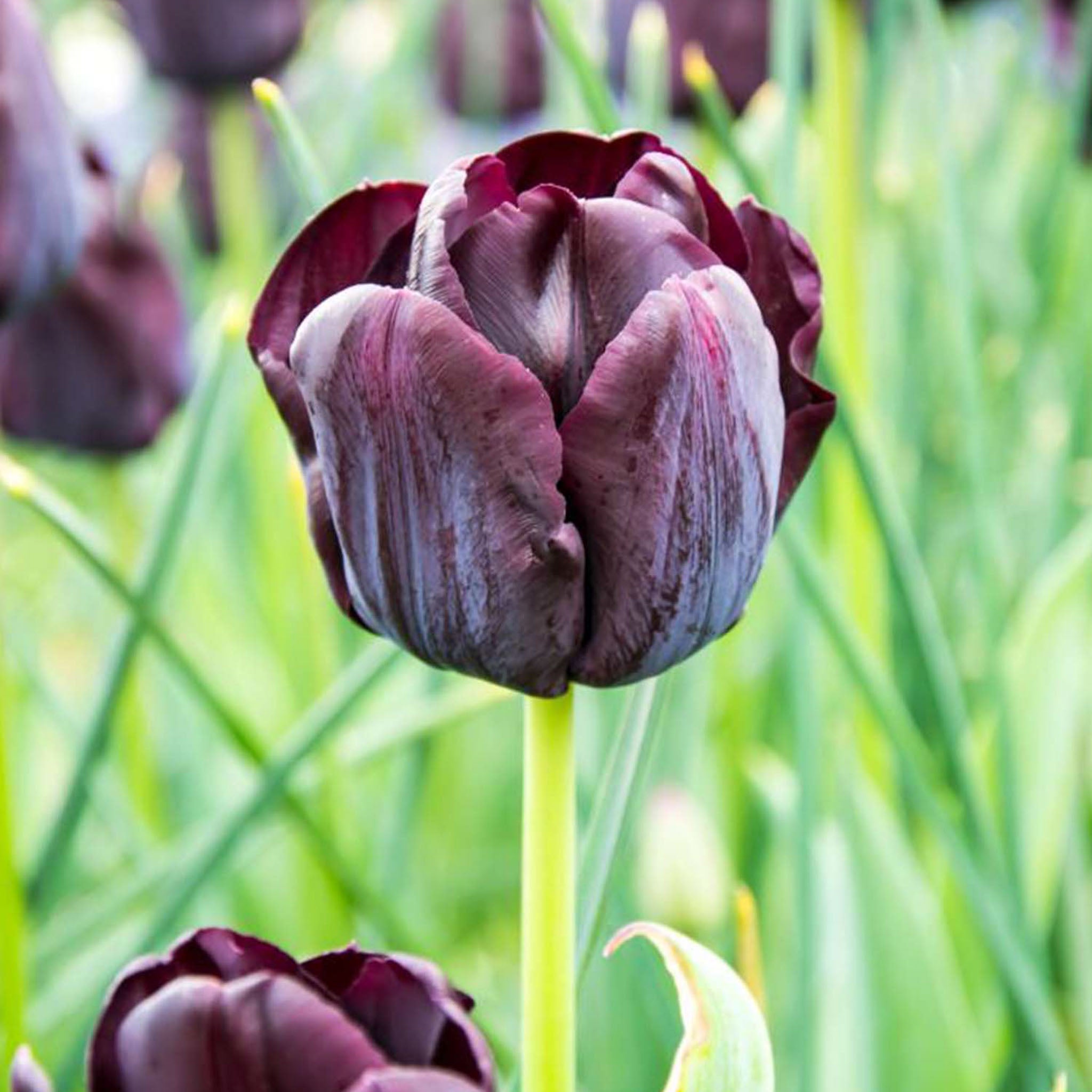 Paul Scherer Tulip Bulbs