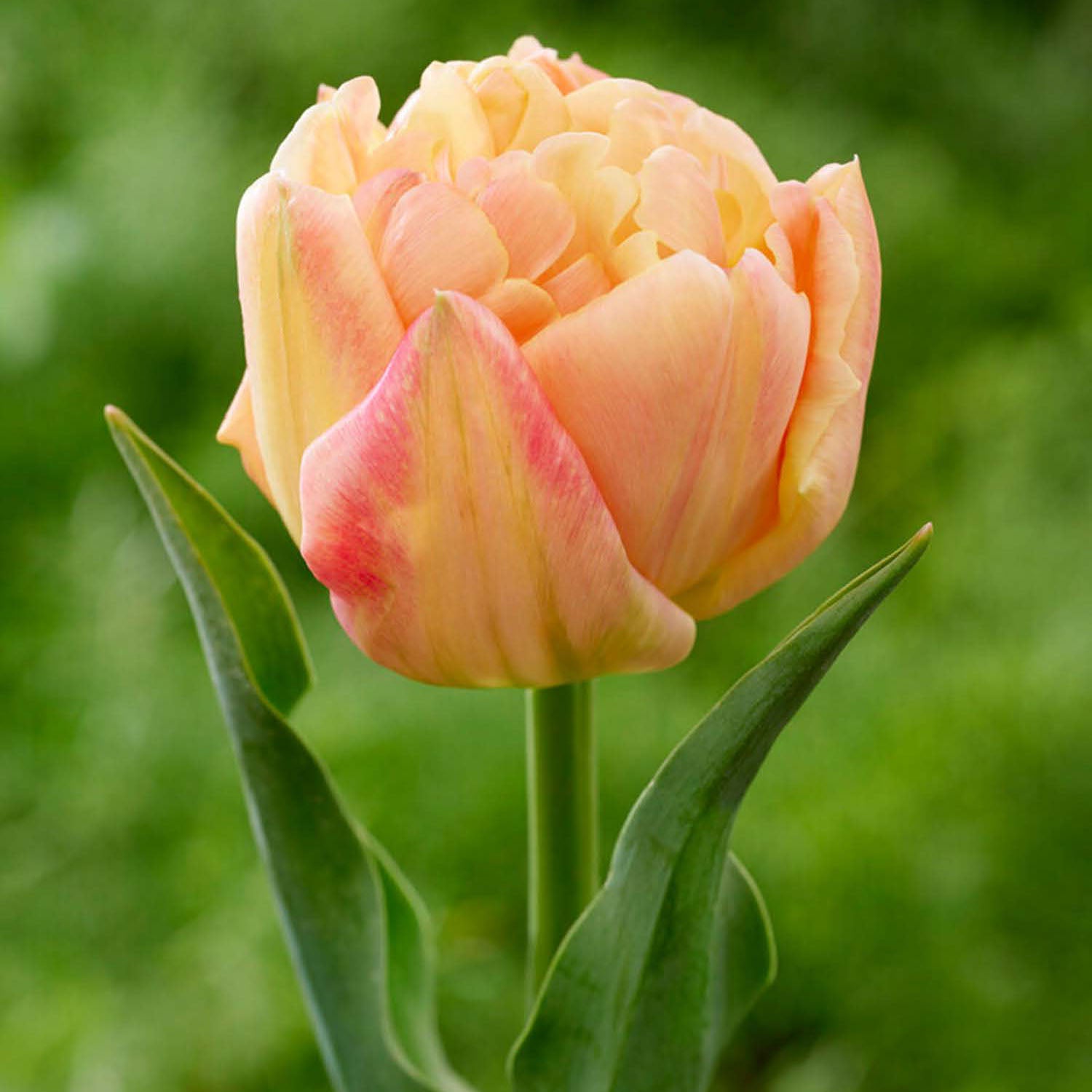Apricot Symbiose Tulip Bulbs