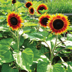 Fire Catcher Sunflower