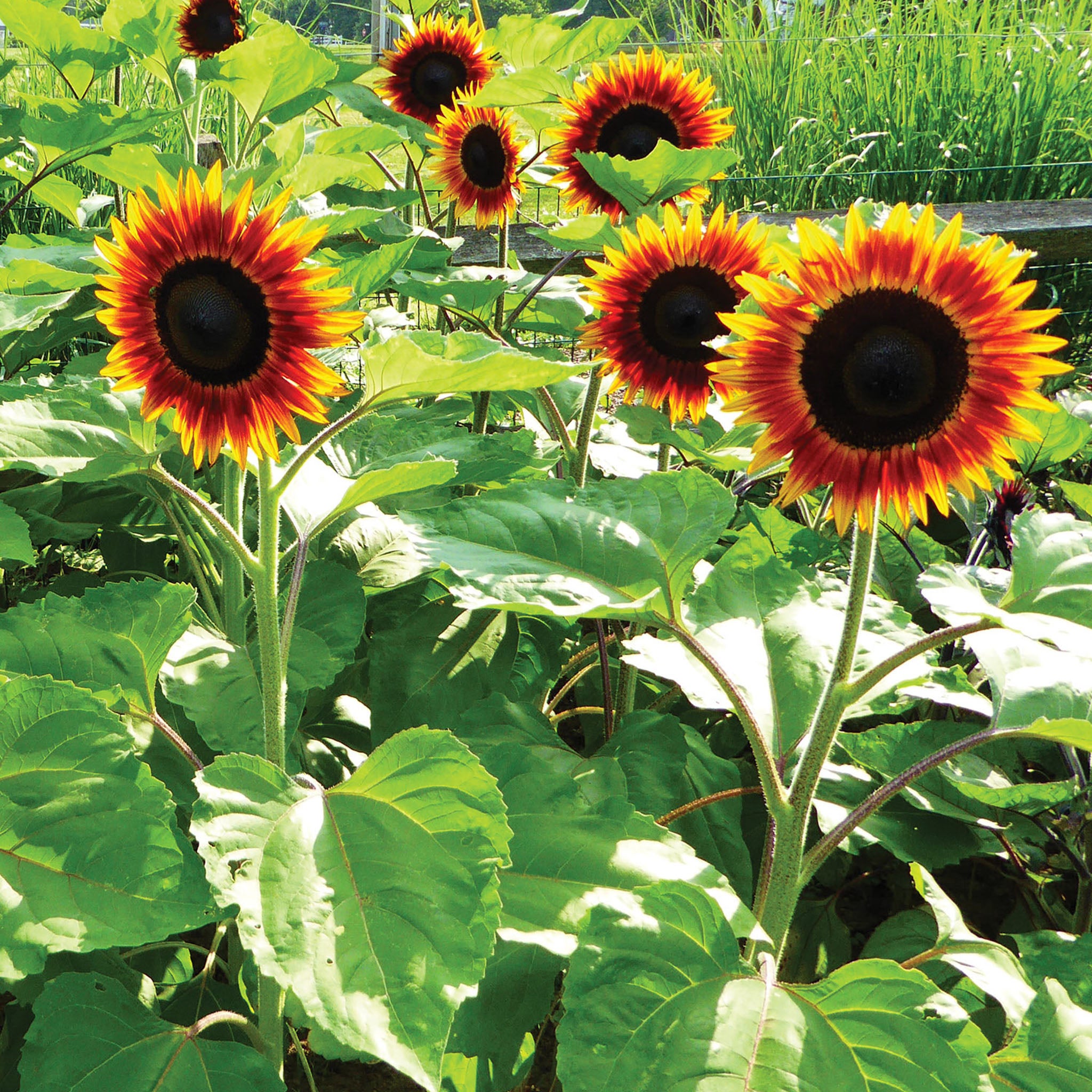 Fire Catcher Sunflower