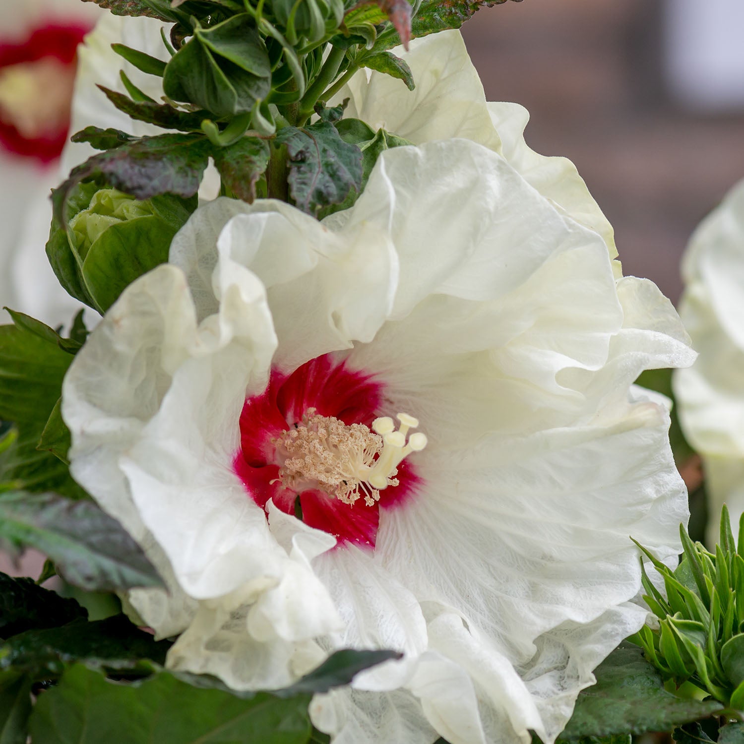 French Vanilla Hibiscus