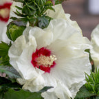 French Vanilla Hibiscus