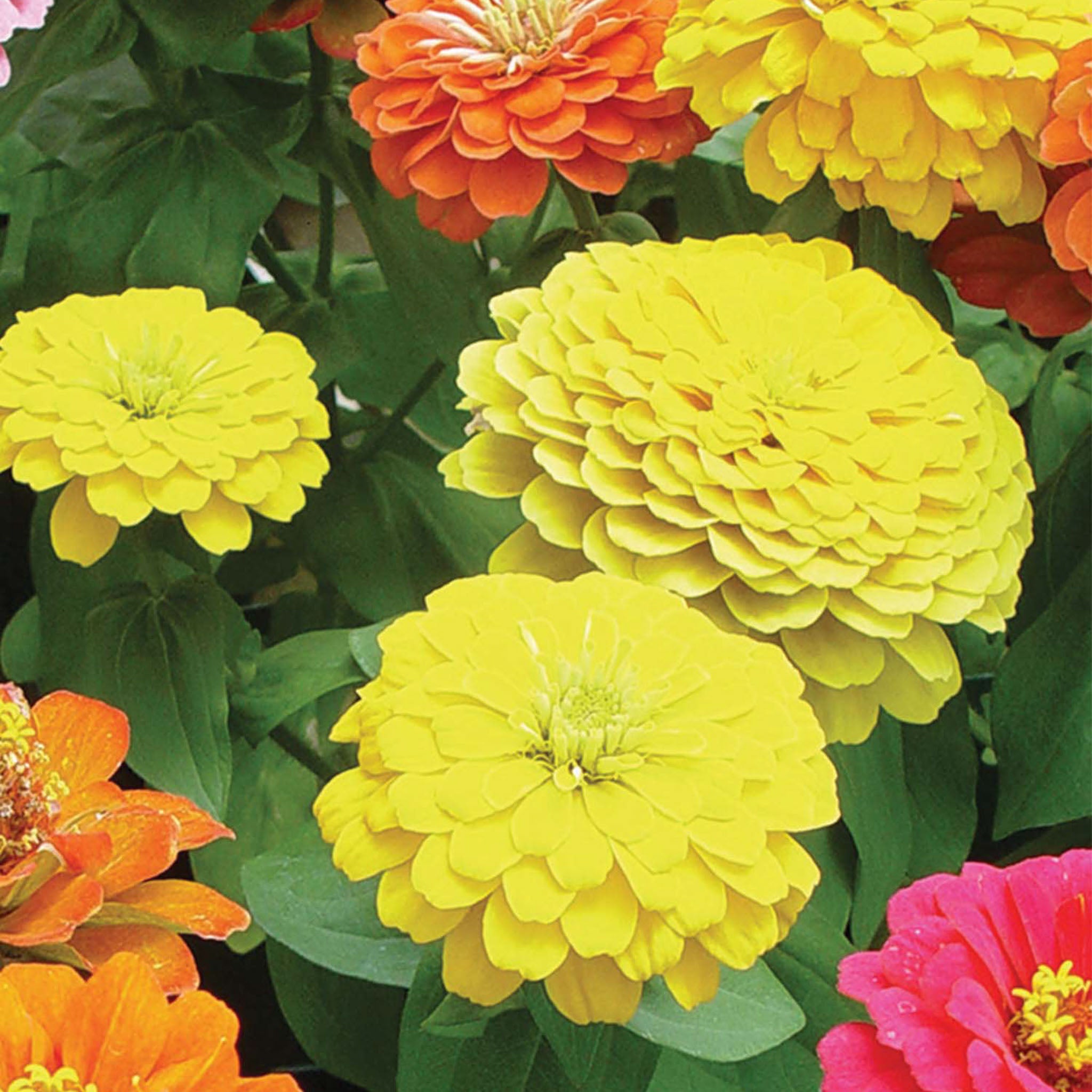 Border Beauty Mix Zinnia