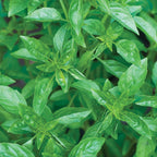 Summerlong Basil