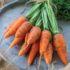 Caracas Carrot
