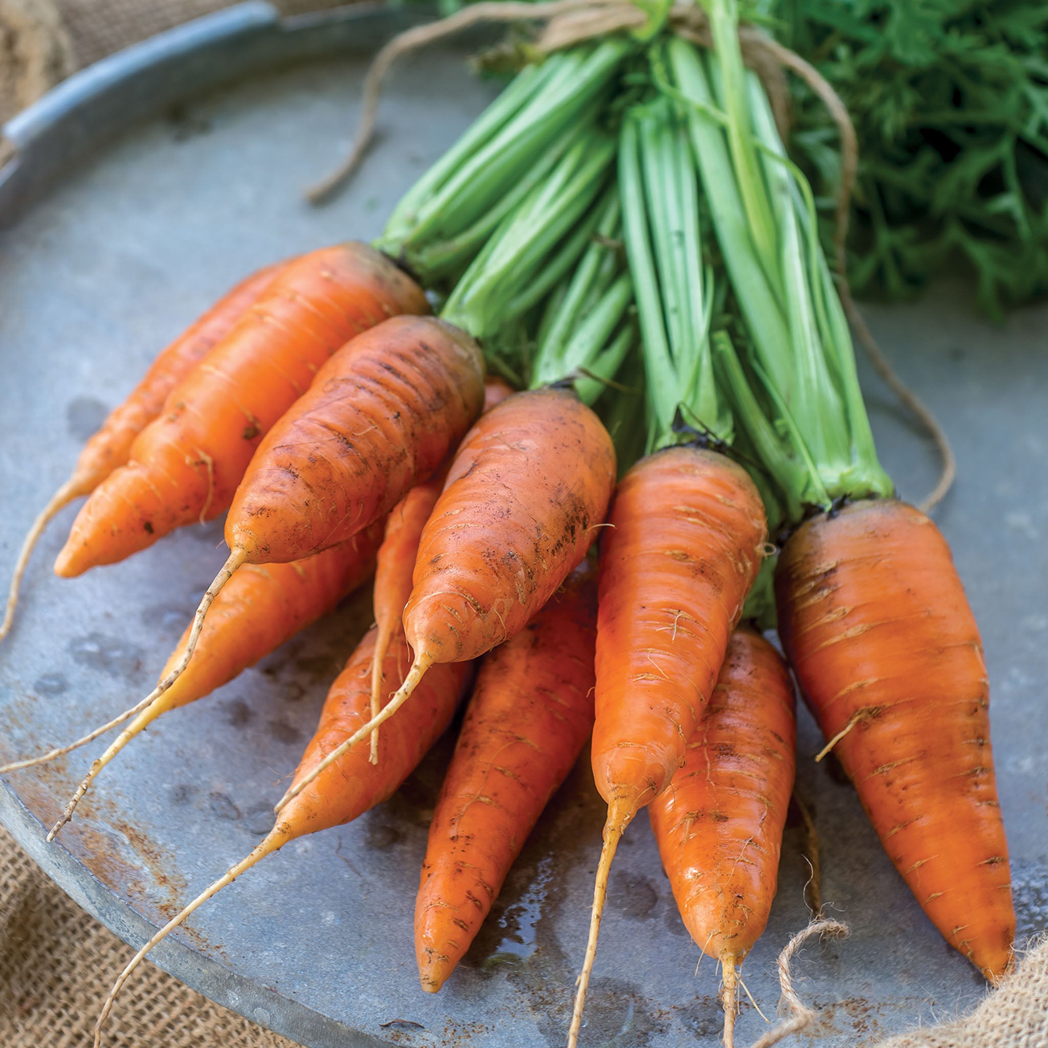 Caracas Carrot