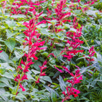 Roman Red Salvia