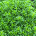 Dropshot Irish Lace Marigold