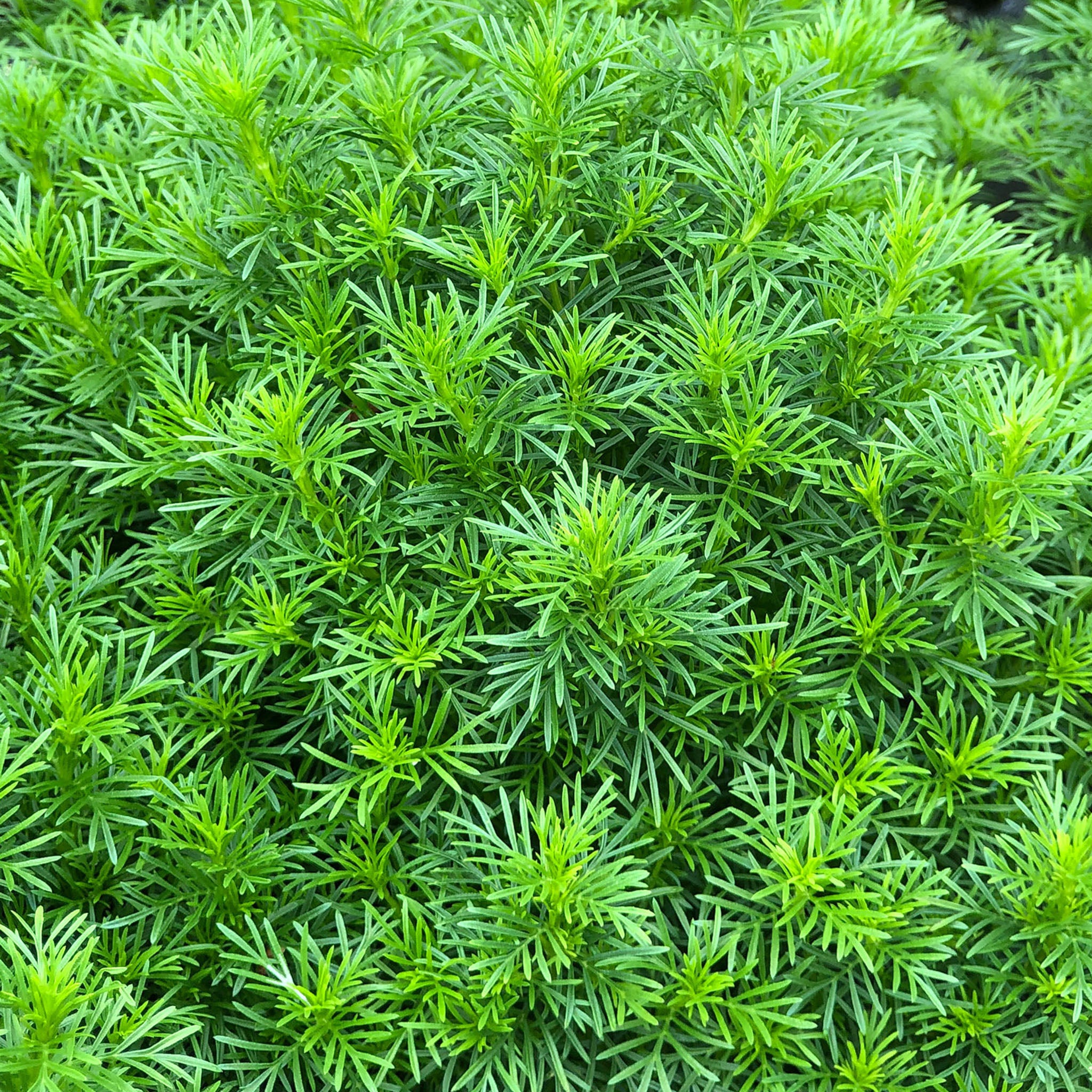 Dropshot Irish Lace Marigold