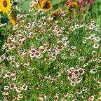 Ruby Kiss Coreopsis