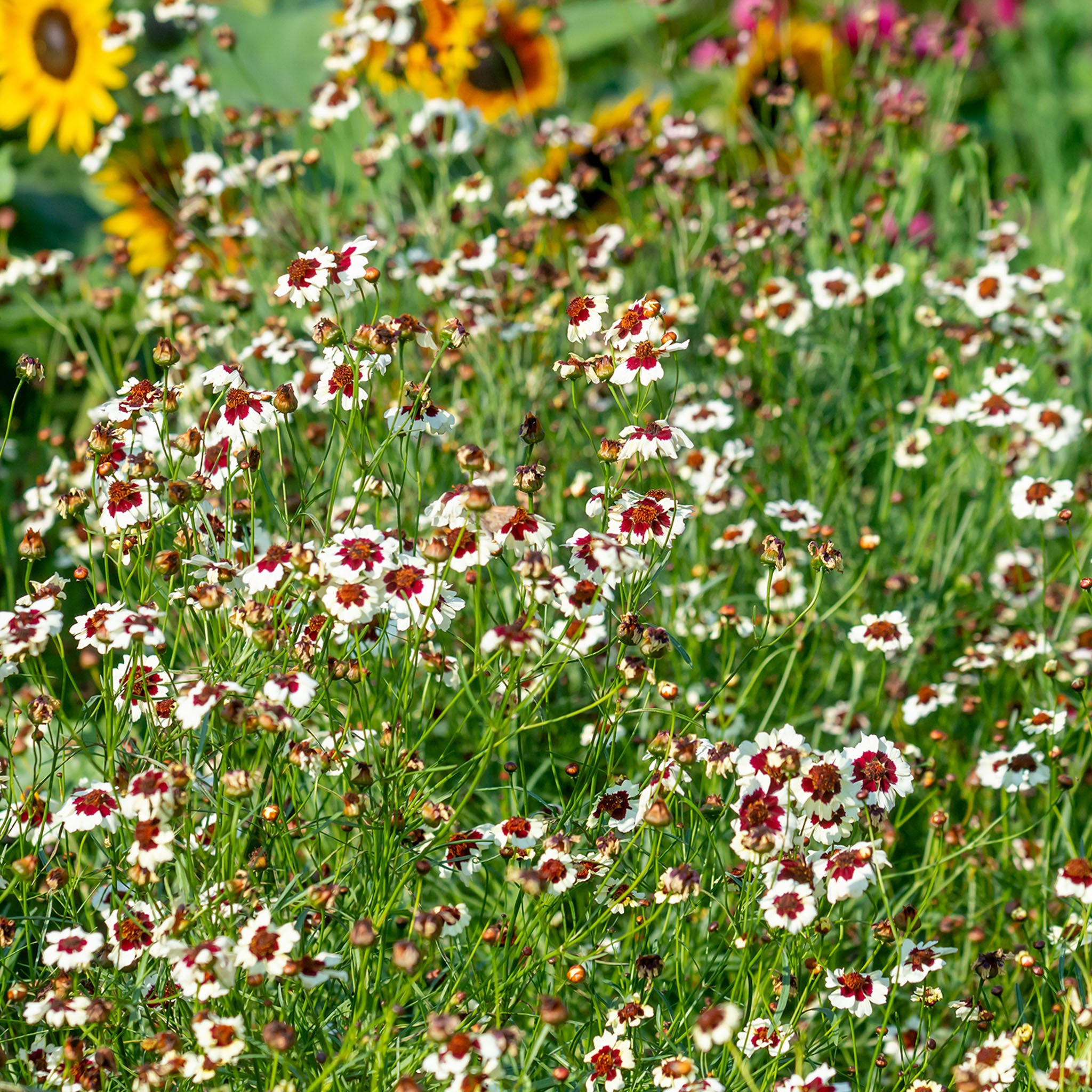 Ruby Kiss Coreopsis