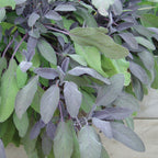 Purple Sage Herb