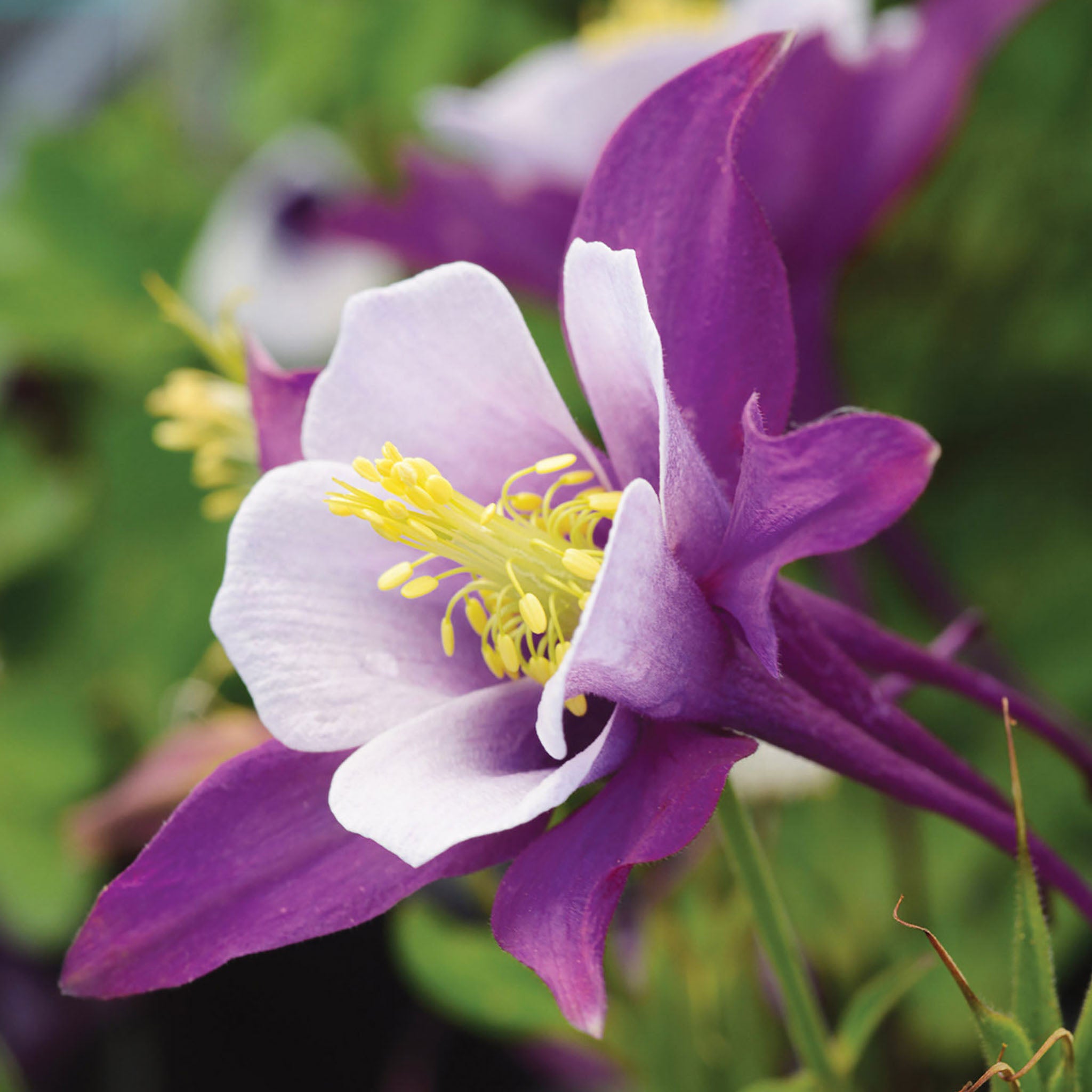 Early Bird Purple & White Columbine