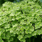Invinsibelle Sublime Hydrangea
