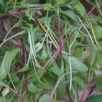 Microgreens Burpee's Mix