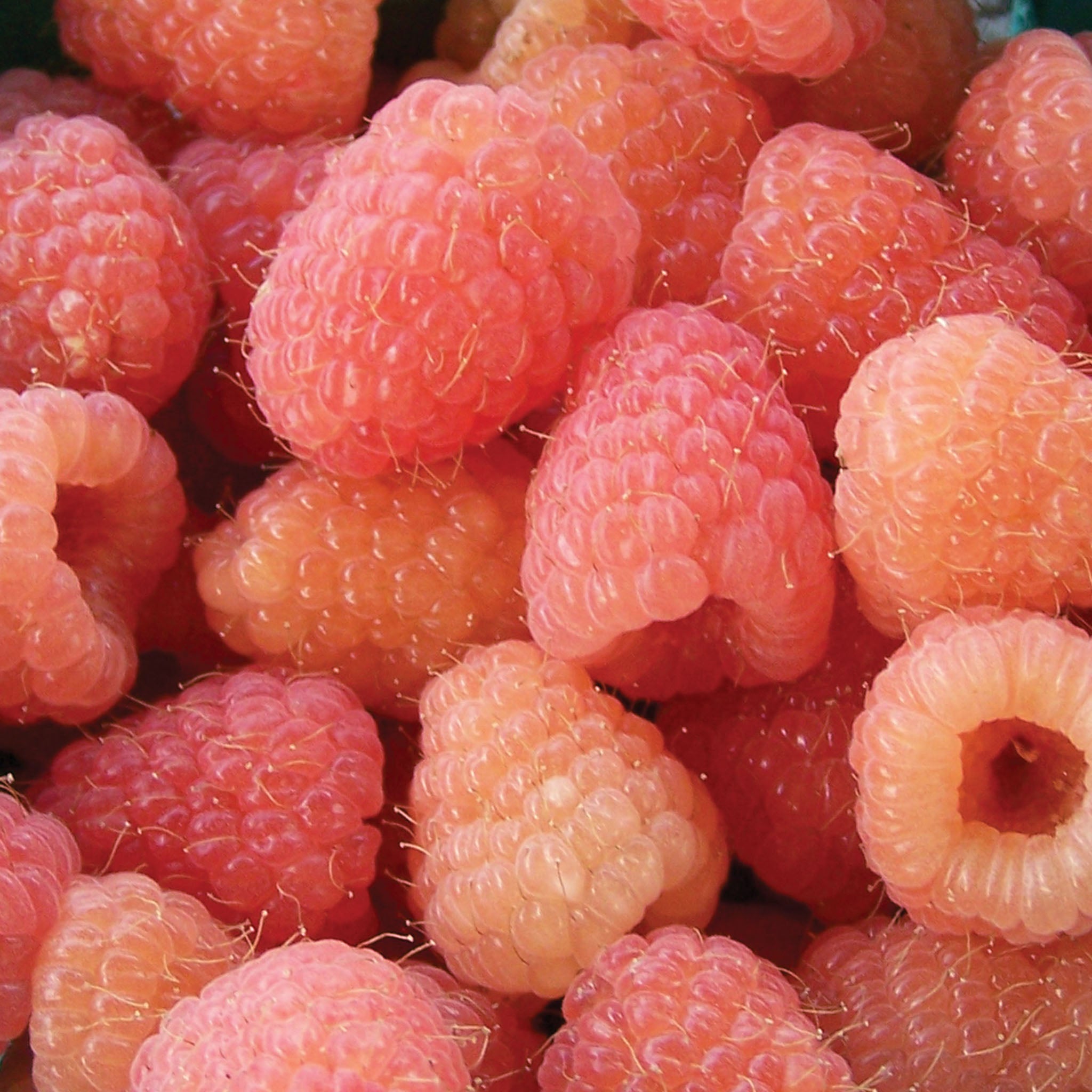 Double Gold Raspberry