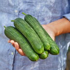 Merlin Cucumber