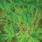 Citronella Geranium (Scented)