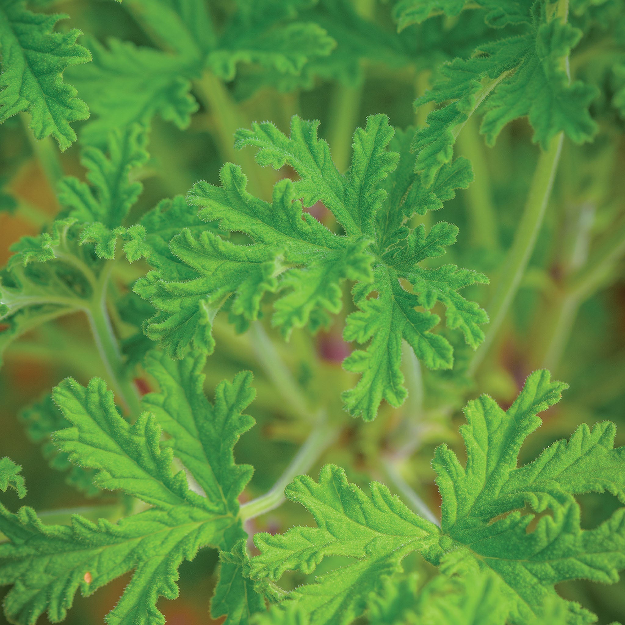 Citronella Geranium (Scented)