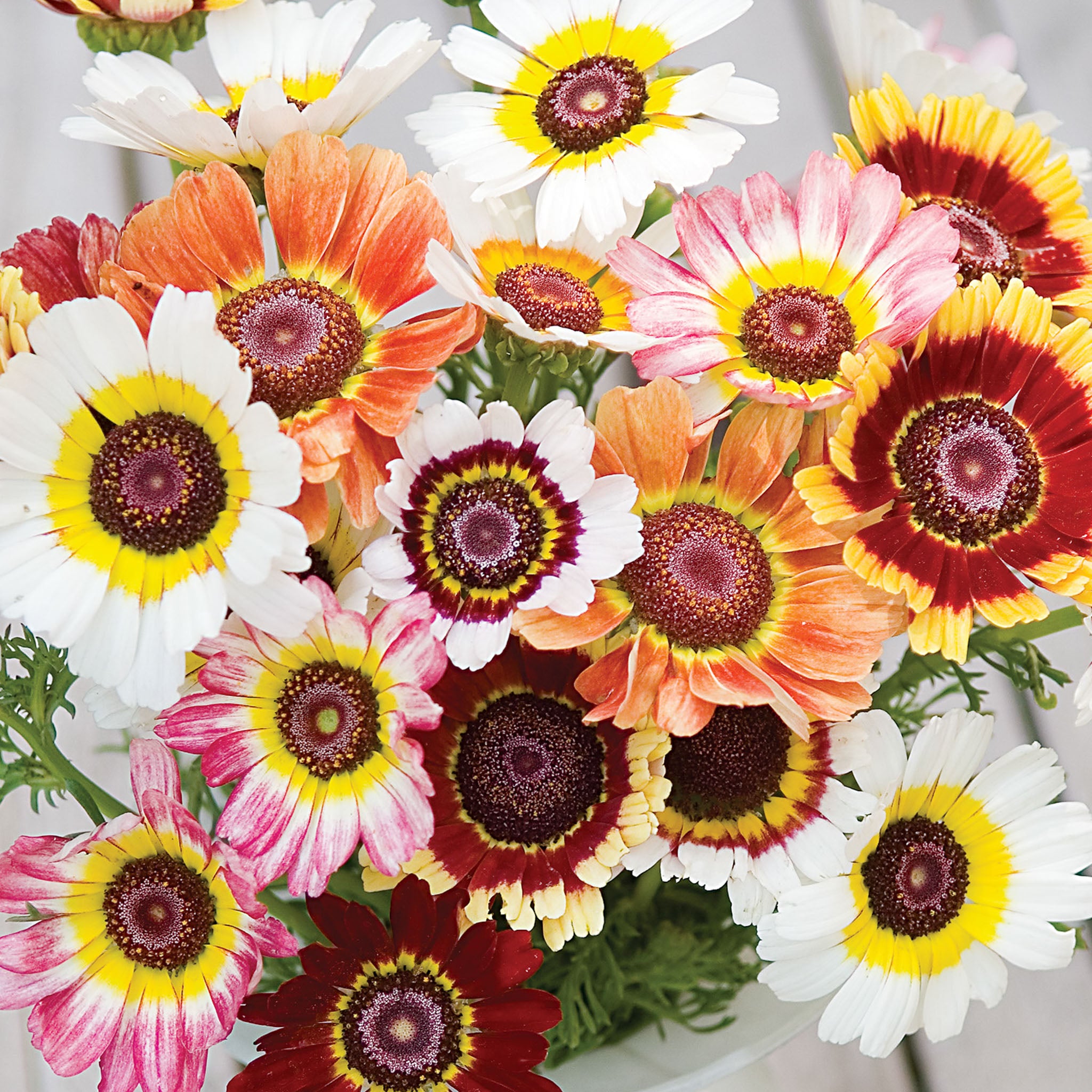 Tricolor Daisy Chrysanthemum