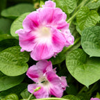 Tutu Morning Glory