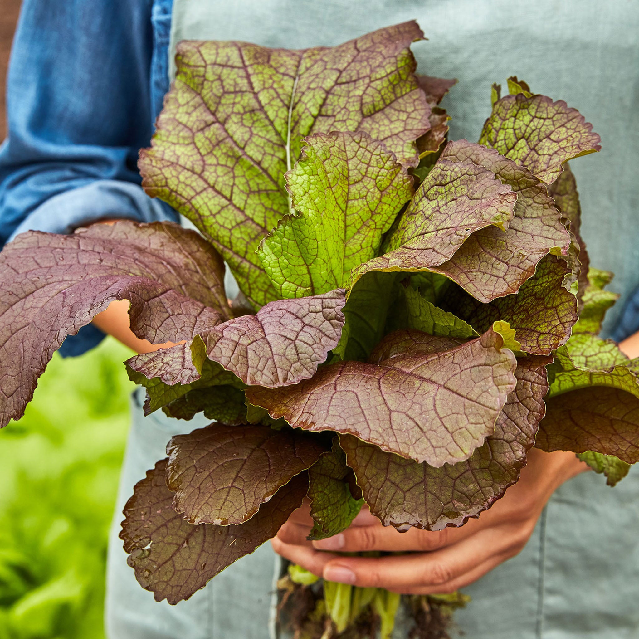 Red Giant Organic Mustard