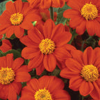 Sundance Tithonia