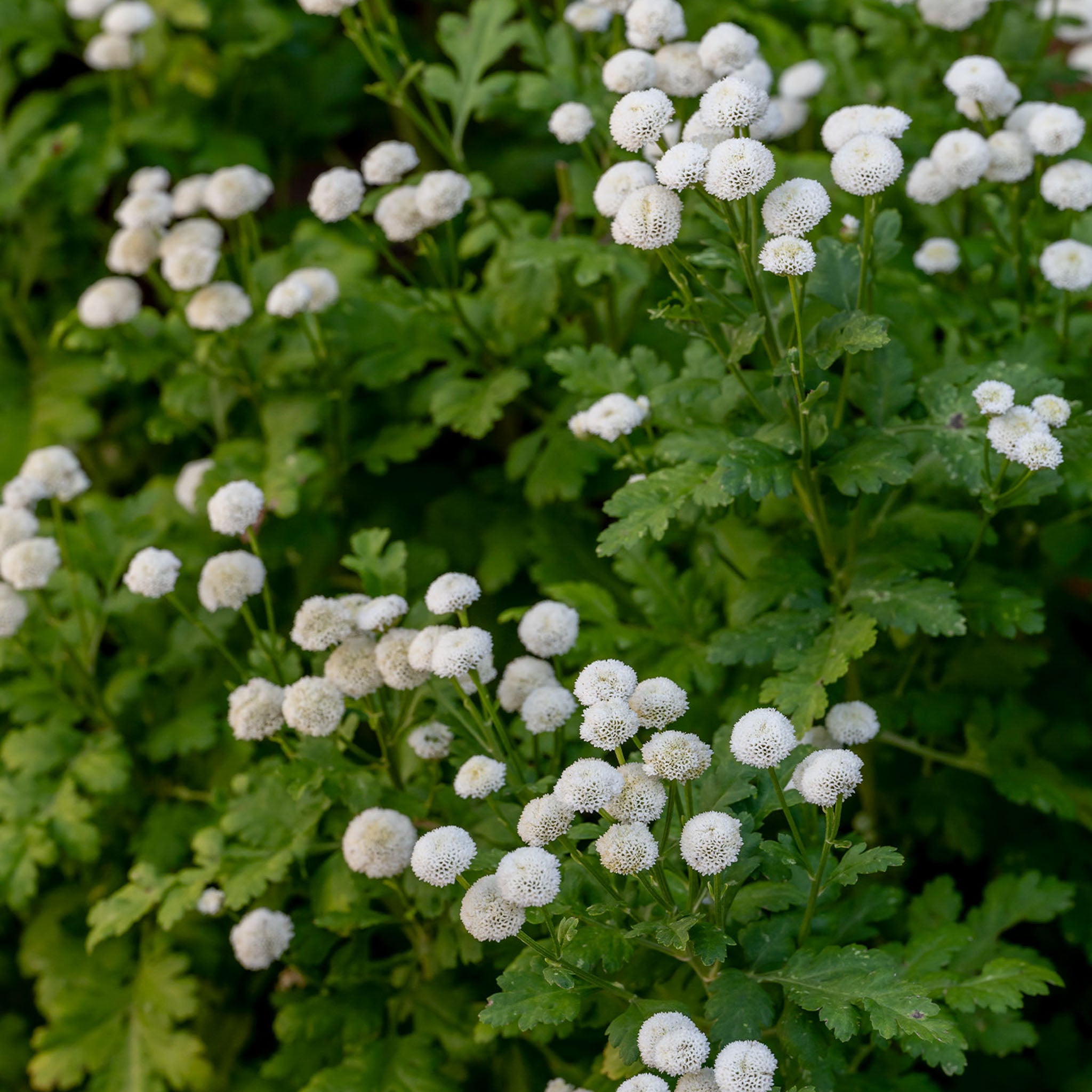 Vegmo Snowball Matricaria