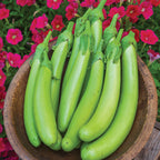 Green Knight Eggplant